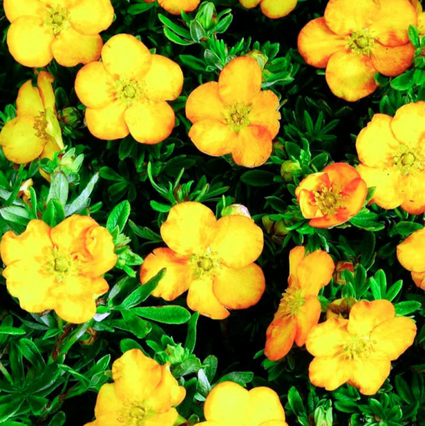 Основное изображение товара