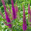 Вероника колосковая (Veronica spicata) Атомик Ред Рей С1,5 РАг/24