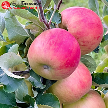 Яблоня Мантет (летний сорт) 7-8-летка