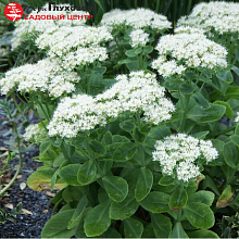 Основное изображение товара