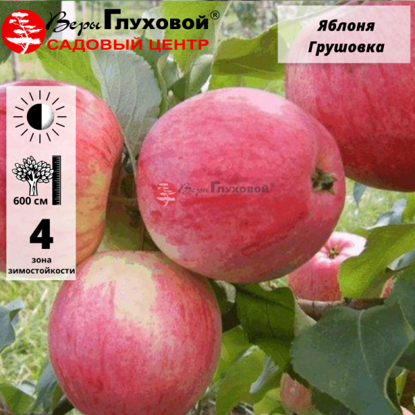 Яблоня Грушовка Красная /Московская (летнее)