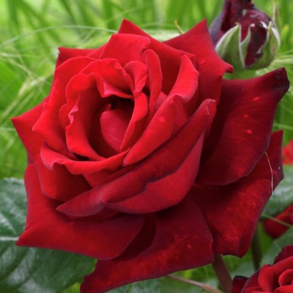 Основное изображение товара