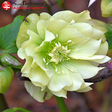 Основное изображение товара