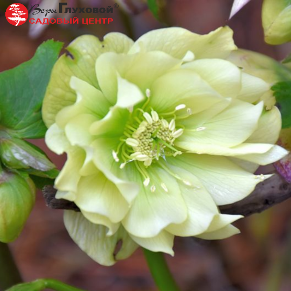 Основное изображение товара