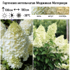 Гортензия метельчатая (Hydrangea paniculata) Меджикал Матерхорн  С3 СП/24