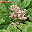 Роджерсия перистая 
