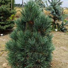 Основное изображение товара