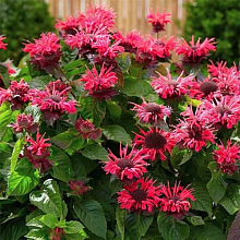 Основное изображение товара