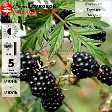 Основное изображение товара