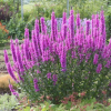 Дербенник иволистный (Lythrum salicaria) Роберт С2 ГлХ/26