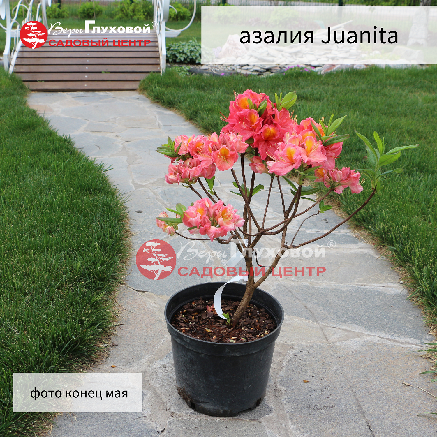 Рододендроны в продаже. Торопитесь! Количество ограничено