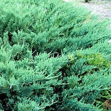 Основное изображение товара