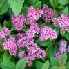 Спирея японская (Spiraea japonica) Манон С3 СП/25