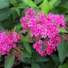 Спирея японская (Spiraea japonica) Неон Флеш С3 СП/25