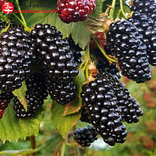 Основное изображение товара