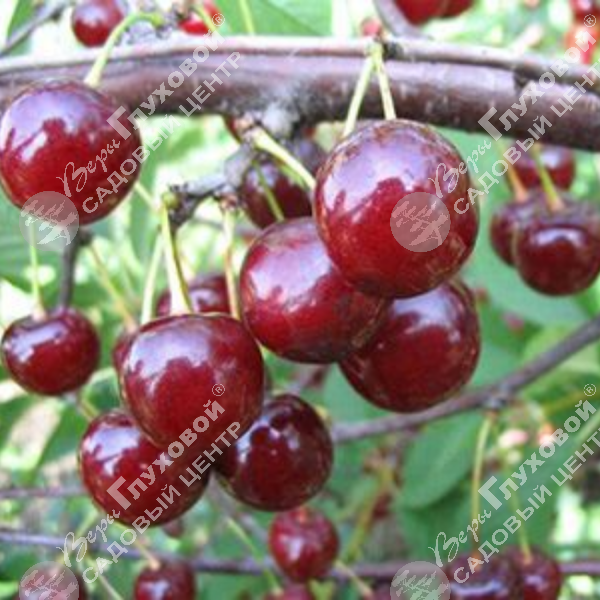 Вишня Десертная Морозовой на фото