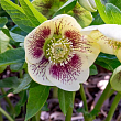 Морозник восточный 