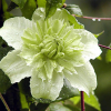 Клематис (Сlematis) 'Alba Plena' С2 НАп/25