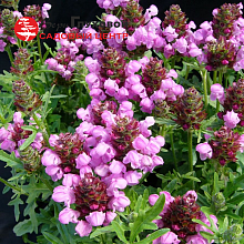 Основное изображение товара