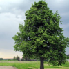 Липа широколистная (Tília platyphýllos) 225-250 С15 БАл/26