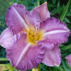 Лилейник (Hemerocallis) Энтрапмент С3 ГлХ/26