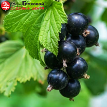 Основное изображение товара