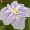 Ирис мечевидный (Iris ensata) Диннер Плейт Чизкейк С3 ГлХ/23