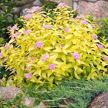 Основное изображение товара