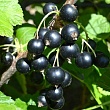Смородина черная 