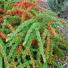 Основное изображение товара