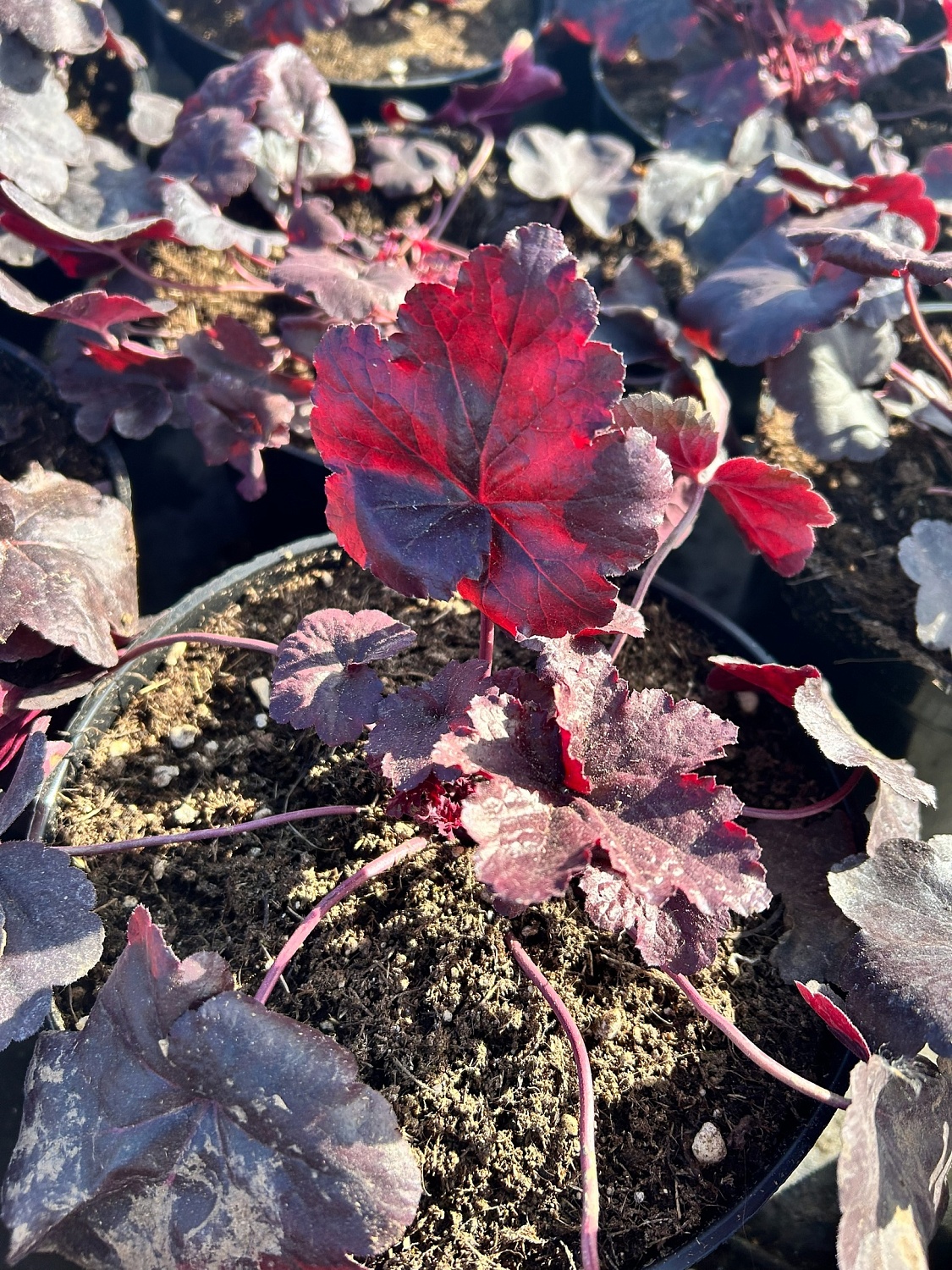 Раскрасим раннюю весну гейхерами!