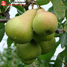 Рисунок 44.jpg