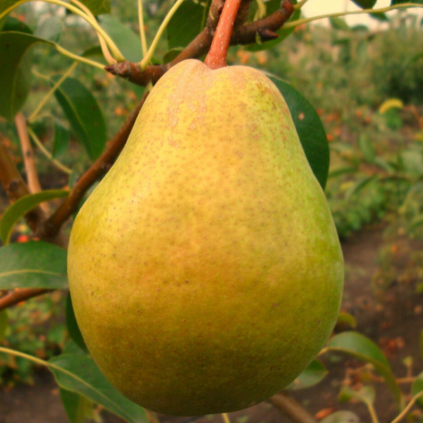 Основное изображение товара