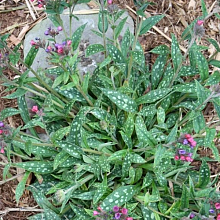 Основное изображение товара