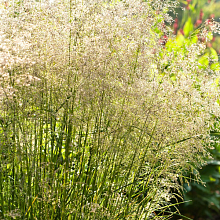 Основное изображение товара