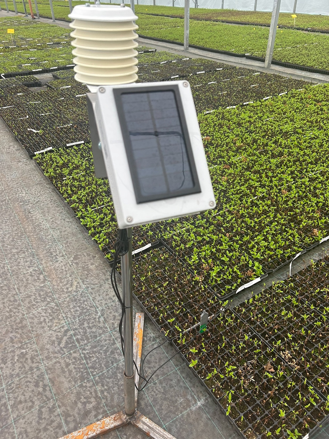 Весна в наших теплицах