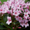 Вейгела цветущая (Weigela florida) Пинк Поппет С3 СП/25