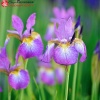 Ирис сибирский (Iris sibirica) Пинк С3 ГлХ/23