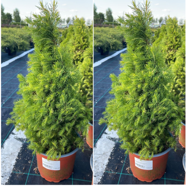 Основное изображение товара