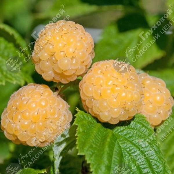 Малина "Голден Блисс" на фото