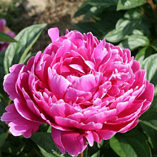 Основное изображение товара