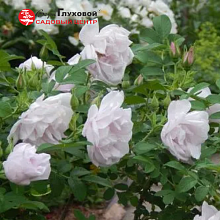 Основное изображение товара