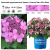 Гортензия крупнолистная (Hydrangea macrophyllа) Эндлесс Саммер Твист Шот Пинк С7,5 БдН/24