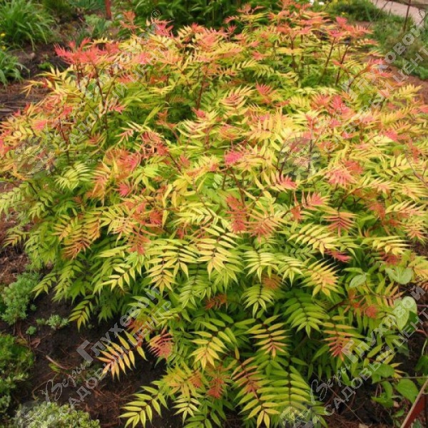 Рябинник рябинолистный "Пинк Хопи" на фото