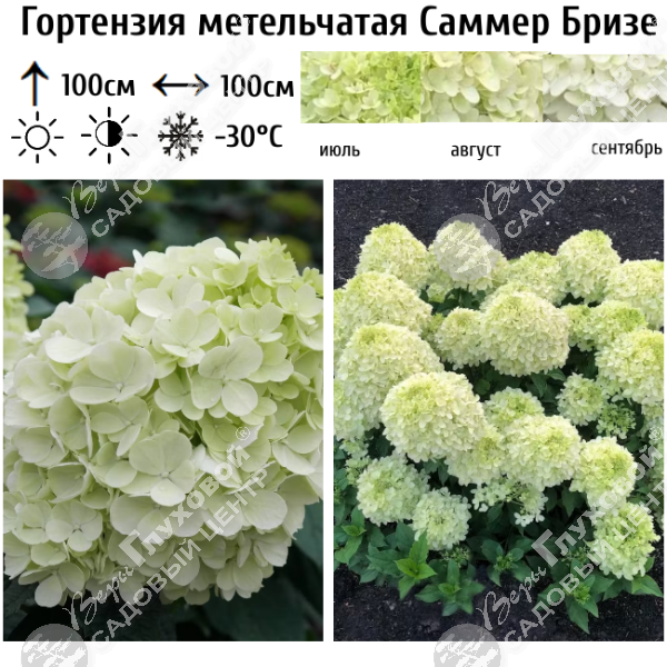 Гортензия метельчатая "Саммер Бризе" на фото