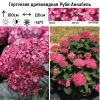 Гортензия древовидная "Руби Аннабель" на фото