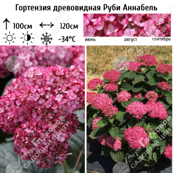 Гортензия древовидная "Руби Аннабель" на фото