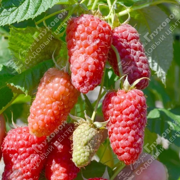 Малина "Гордость России" на фото