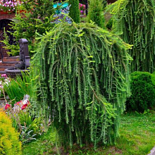 Лиственница Кемпфера 