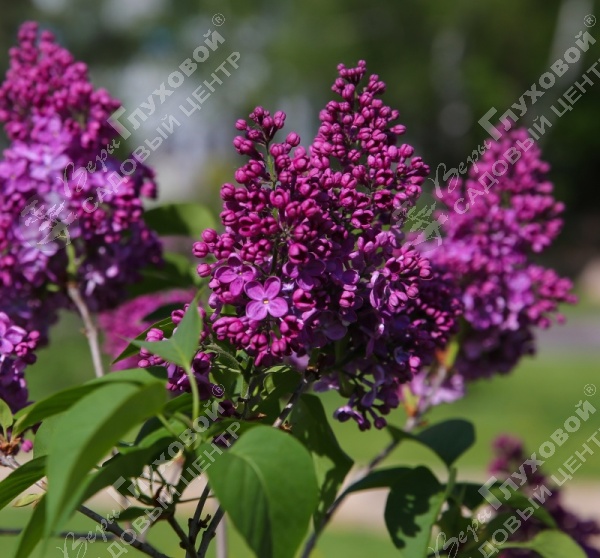 Сирень обыкновенная "День Победы" на фото